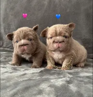 Big rope new shade tan fluffy, a male French Bulldog for sale in Orlando, FL – Photo 1 of 9