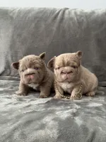 Big rope new shade tan fluffy, a male French Bulldog for sale in Orlando, FL – Photo 8 of 9