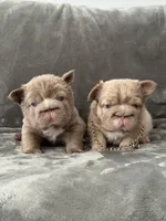 Big rope new shade tan fluffy, a male French Bulldog for sale in Orlando, FL – Photo 2 of 9