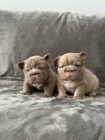 Big rope new shade tan fluffy, a male French Bulldog for sale in Orlando, FL – Photo 3 of 9