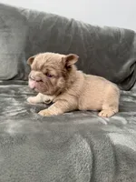 Big rope new shade tan fluffy, a male French Bulldog for sale in Orlando, FL – Photo 9 of 9