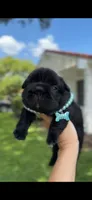 Bulgari big rope possibly with pink, a male French Bulldog for sale in Orlando, FL – 2 of 8