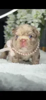 Versace fluffy Rojo merle possibly with pink, a female French Bulldog for sale in Orlando, FL – 7 of 9