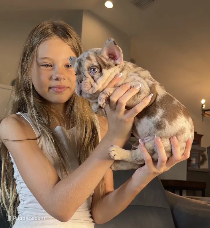Golden ticket  – French Bulldog puppy for sale in Orlando, FL