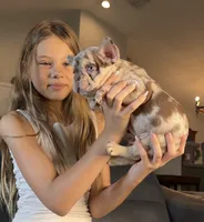 Golden ticket , a male French Bulldog for sale in Orlando, FL – 1 of 7