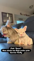 Gucci pink, a female French Bulldog for sale in Orlando, FL – 2 of 9