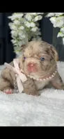 Versace fluffy Rojo merle possibly with pink, a female French Bulldog for sale in Orlando, FL – 2 of 9