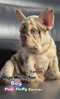Golden ticket , a male French Bulldog for sale in Orlando, FL – 3 of 7