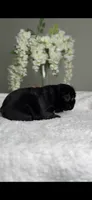 Bulgari big rope possibly with pink, a male French Bulldog for sale in Orlando, FL – 5 of 8