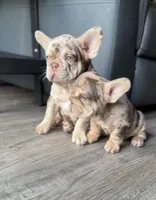 Golden ticket , a male French Bulldog for sale in Orlando, FL – 4 of 7