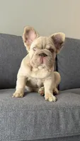 Fluffy male big rope new shade , a male French Bulldog for sale in Miami, FL – Photo 3 of 4