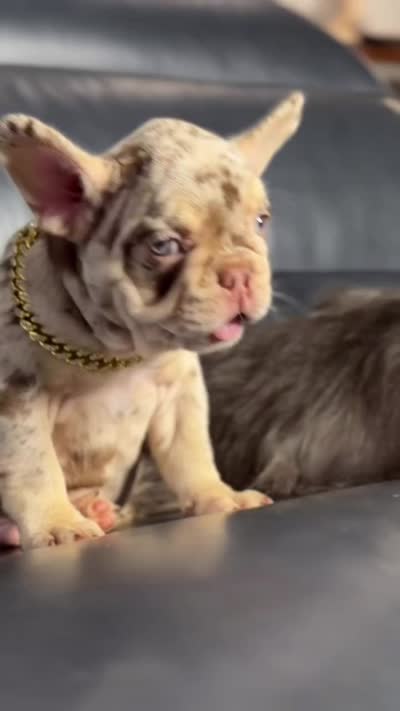 Golden ticket , a male French Bulldog for sale in Orlando, FL – 7 of 7