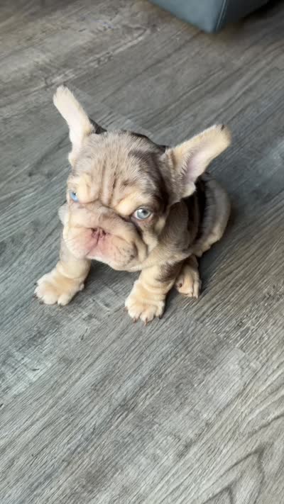 Lindor, a female French Bulldog for sale in Orlando, FL – 8 of 8