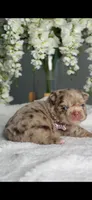Versace fluffy Rojo merle possibly with pink, a female French Bulldog for sale in Orlando, FL – 8 of 9