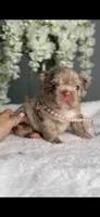 Versace fluffy Rojo merle possibly with pink, a female French Bulldog for sale in Orlando, FL – 5 of 9