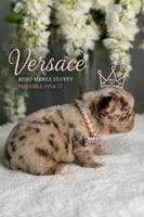 Versace fluffy Rojo merle possibly with pink, a female French Bulldog for sale in Orlando, FL – 9 of 9