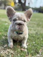 Simba fluffy new shade big rope, a male French Bulldog for sale in Orlando, FL – Photo 3 of 10