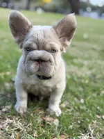 Simba fluffy new shade big rope, a male French Bulldog for sale in Orlando, FL – Photo 2 of 10