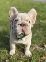 Simba fluffy new shade big rope, a male French Bulldog for sale in Orlando, FL – Photo 1 of 10