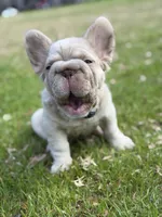 Simba fluffy new shade big rope, a male French Bulldog for sale in Orlando, FL – Photo 7 of 10