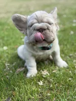 Simba fluffy new shade big rope, a male French Bulldog for sale in Orlando, FL – Photo 9 of 10