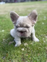 Simba fluffy new shade big rope, a male French Bulldog for sale in Orlando, FL – Photo 8 of 10