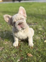 Simba fluffy new shade big rope, a male French Bulldog for sale in Orlando, FL – Photo 6 of 10