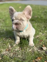 Simba fluffy new shade big rope, a male French Bulldog for sale in Orlando, FL – Photo 5 of 10