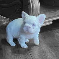 Rosie, a female French Bulldog for sale in Miami, FL – Photo 4 of 5