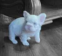 Rosie, a female French Bulldog for sale in Orlando, FL – Photo 4 of 5