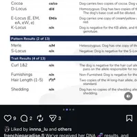 Rosie, a female French Bulldog for sale in Miami, FL – Photo 5 of 5