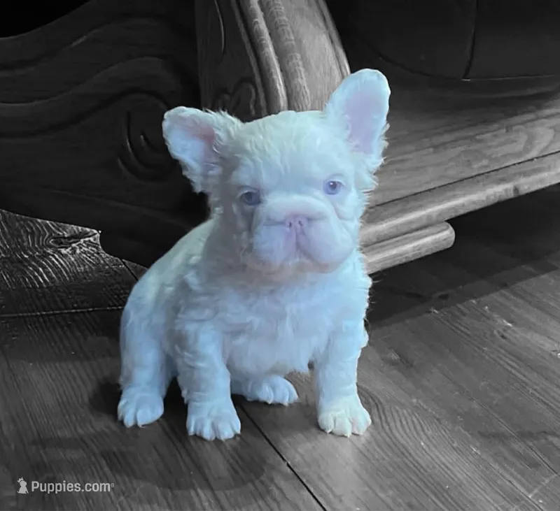 Rosie, a female French Bulldog for sale in Orlando, FL – Photo 1 of 5