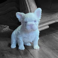 Rosie, a female French Bulldog for sale in Miami, FL – Photo 1 of 5