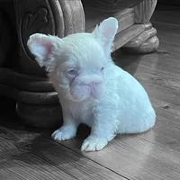 Rosie, a female French Bulldog for sale in Miami, FL – Photo 2 of 5