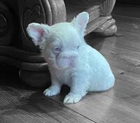 Rosie, a female French Bulldog for sale in Orlando, FL – Photo 2 of 5