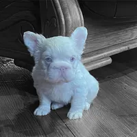 Rosie, a female French Bulldog for sale in Miami, FL – Photo 3 of 5