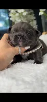 Blue Fluffy Prada possibly with pink, a female French Bulldog for sale in Orlando, FL – 3 of 5