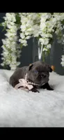 Blue Fluffy Prada possibly with pink, a female French Bulldog for sale in Orlando, FL – 4 of 5