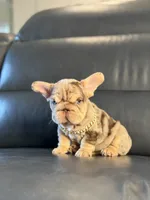 Lindor, a female French Bulldog for sale in Orlando, FL – 1 of 8
