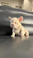 Gucci pink, a female French Bulldog for sale in Orlando, FL – 5 of 9