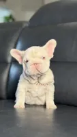 Gucci pink, a female French Bulldog for sale in Orlando, FL – 7 of 9
