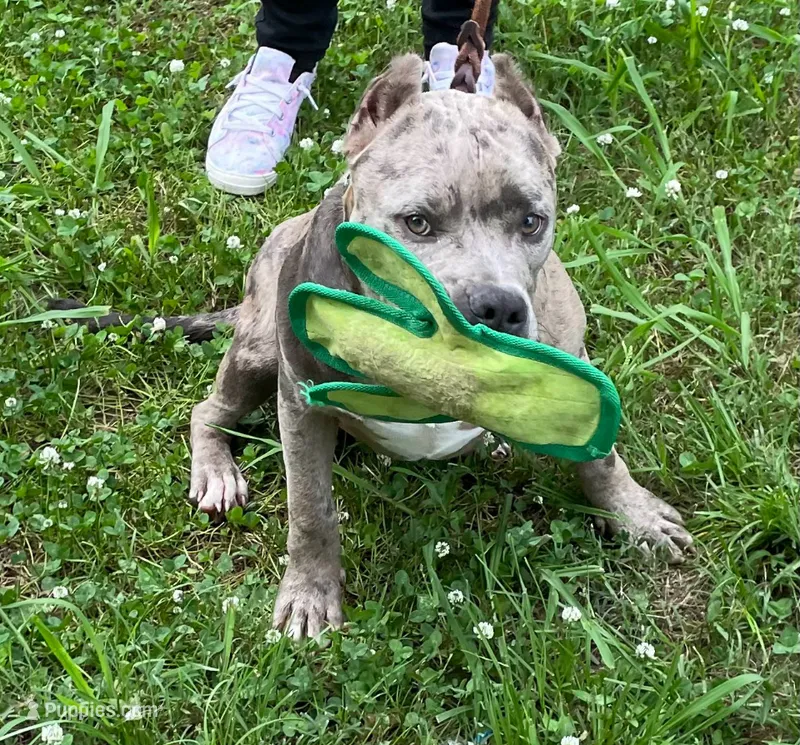 Slater – American Bully puppy for sale in Judsonia, AR