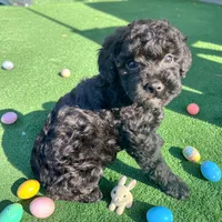Black Beard Mahoney, a male Poodle - Miniature  for sale in Judsonia, AR – Photo 3 of 8