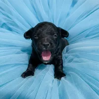 Black Beard Mahoney, a male Poodle - Miniature  for sale in Judsonia, AR – Photo 5 of 8