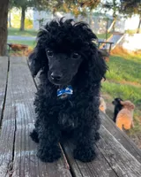 Black Beard Mahoney - REDUCED!, a male Poodle - Miniature  for sale in Judsonia, AR – Photo 1 of 7