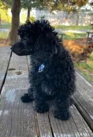 Black Beard Mahoney - REDUCED!, a male Poodle - Miniature  for sale in Judsonia, AR – Photo 3 of 7
