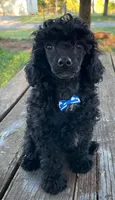 Black Beard Mahoney - REDUCED!, a male Poodle - Miniature  for sale in Judsonia, AR – Photo 6 of 7