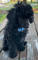 Black Beard Mahoney - REDUCED!, a male Poodle - Miniature  for sale in Judsonia, AR – Photo 5 of 7
