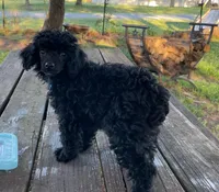 Black Beard Mahoney - REDUCED!, a male Poodle - Miniature  for sale in Judsonia, AR – Photo 2 of 7