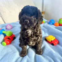 Black Beard Mahoney, a male Poodle - Miniature  for sale in Judsonia, AR – Photo 2 of 8